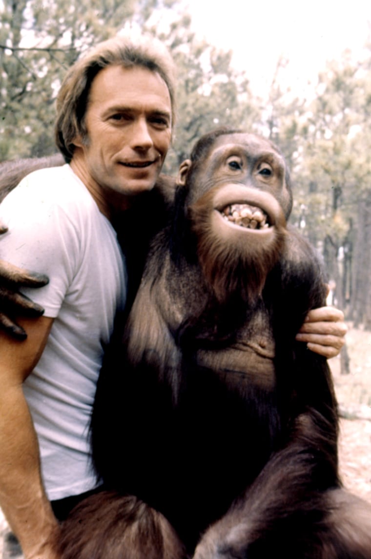 Image: Clyde the Orangutan.