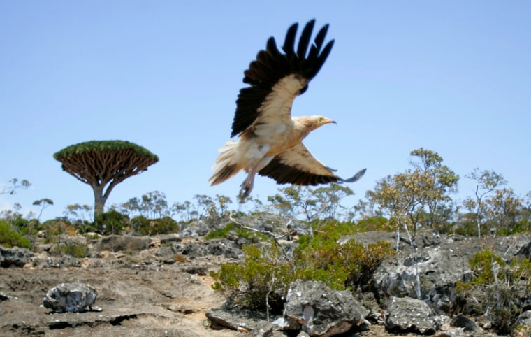 To match feature YEMEN-SOCOTRA