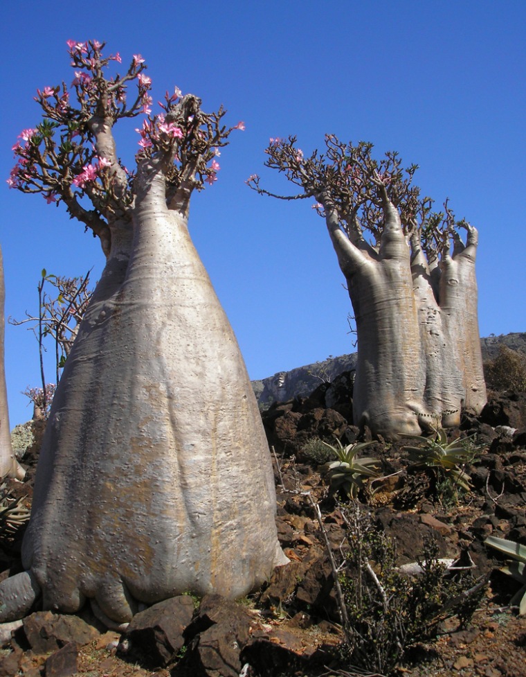 To match feature YEMEN-SOCOTRA