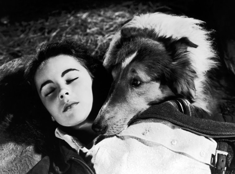 THE COURAGE OF LASSIE, Elizabeth Taylor, Lassie, 1946