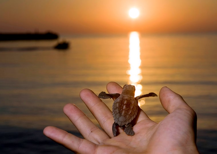 Volunteer from Marine Turtle Rescue Center holds newly hatched sea turtle on Linosa