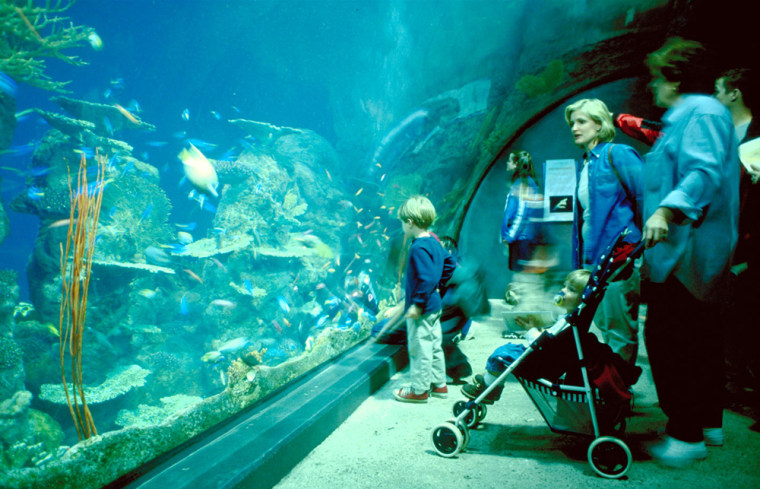 The Downtown Aquarium immerses visitors on two journeys, one from the Continental Divide in Colorado to Mexico's Sea of Cortez, the other from an Indonesian rain forest to the Pacific Ocean. Visitors experience a variety of fish, mammals and birds that all rely upon water. Photo by Randy Brown. Denver Metro Convention & Visitors Bureau.