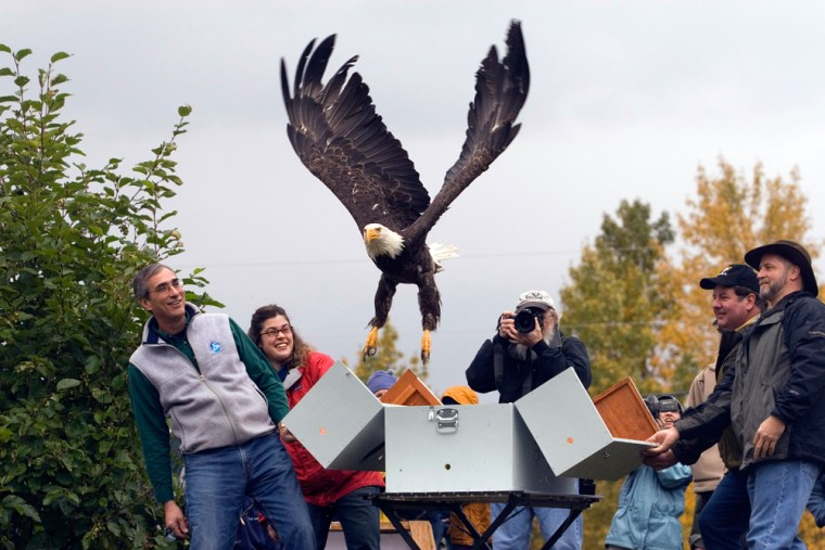 Tom Melius, with the Fish and Wildlife Service, left, Lisa Pajot, second left, and Gary Bullock, second from right, with the Bird and Treatment and Learning Center, and Pat Lampi, with the Alaska Zoo release a bald eagle in Anchorage Alaska Saturday Sept. 25, 2006.  The eagle was cared for by the Bird and Treatment and Learning Center after it lost its tail feathers and was released after the feathers grew back. (AP Photo/John Gomes)