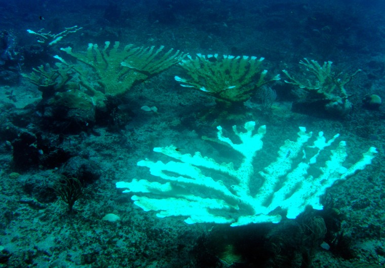 A bleached elkhorn coral, ill but alive, sits amid other elkhorn coral off St. Croix, Virgin Islands. Bleaching from record hot water in the fall of 2005, followed by disease, killed ancient and delicate Caribbean coral.
