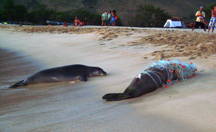 This photo provided by the Hawaii Department of Land and Natural Resources shows two monk seals that washed ashore May 27, 2007, off Oahu's Makua Beach. The endangered monk seal drowned after becoming trapped in an unattended fishing net. Another monk seal found partially entangled in the gill net on Sunday survived. The second seal followed the dead animal's carcass to shore and remained nearby for some time, barking loudly at people as they approached to disentangle the body. (AP Photo/Hawaii Department of Land and Natural Resources, Gordon Olayvar)