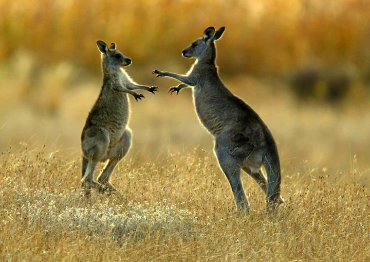 File photo of two juvenile kangaroos fighting in Namagi National Park near Canberra