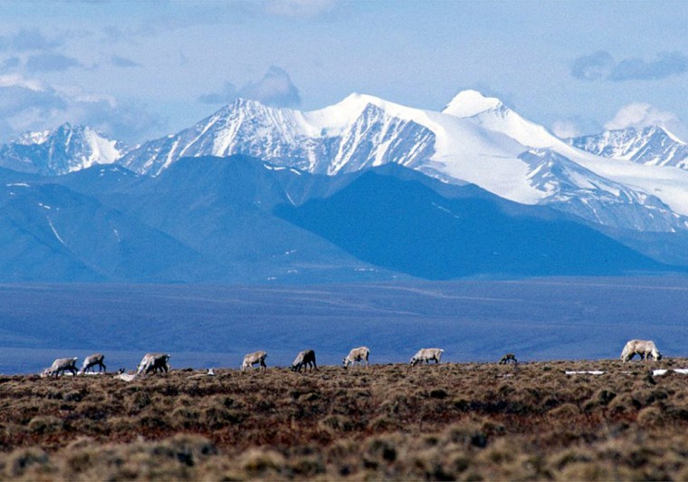 ** FILE ** In this undated photo provided by the Arctic National Wildlife Refuge, caribou graze on a section of the  Arctic National Wildlife Refuge in Alaska.  The U.S. Senate on Wednesday, March 16, 2005, voted to open the  Alaska wildlife refuge to oil drilling. (AP Photo/Arctic National Wildlife Refuge, File)