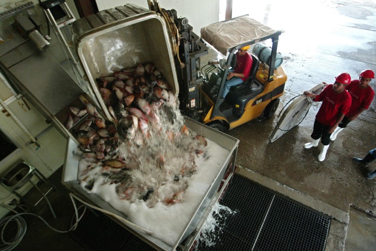 Workers load a fish processing machine w