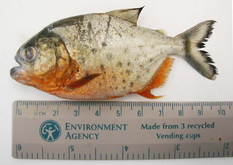 This red-bellied piranha was found on the River Thames. 