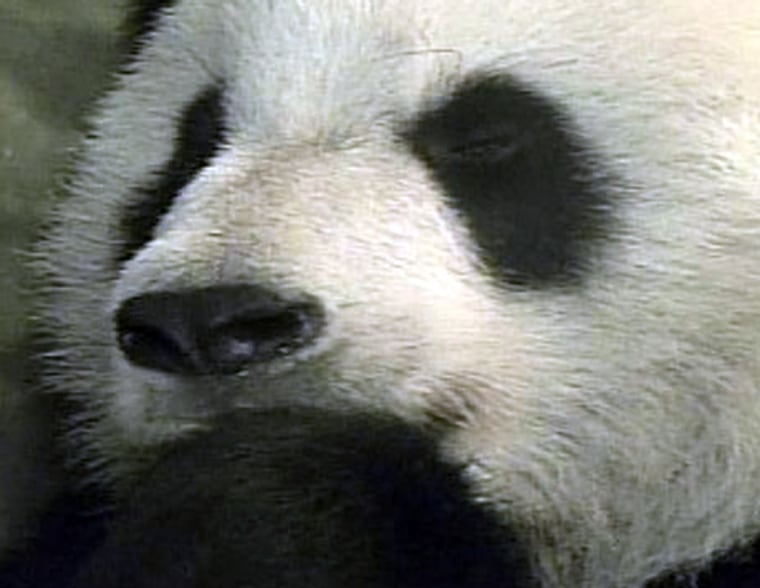The Memphis Zoo says Ya Ya, a 6-year-old giant panda on loan from China, has miscarried, based on the results of an ultrasound test.