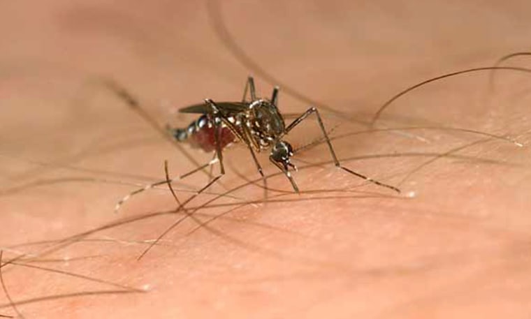 A mosquito works on getting a meal from human blood. Researchers say some natural human scents are apparently a turn-off for mosquitoes.
