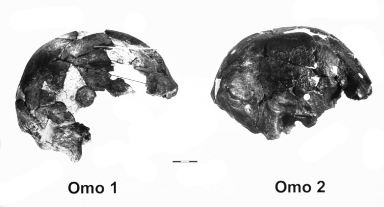 These two partial skulls were unearthed in 1967 near the Omo River in southwestern Ethiopia.