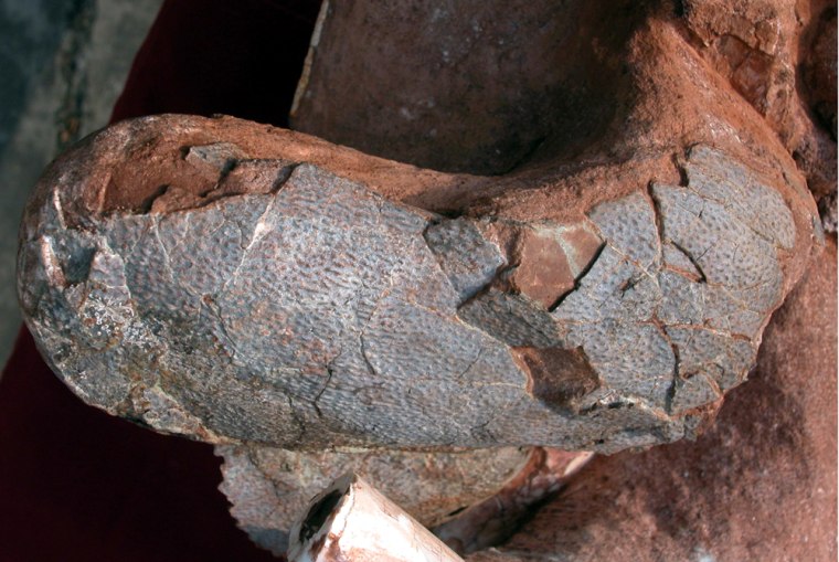 This image provided by the journal Science shows the left egg found inside the female dinosaur. The blue color of the shell fragments is not original, though the texture probably is similar.