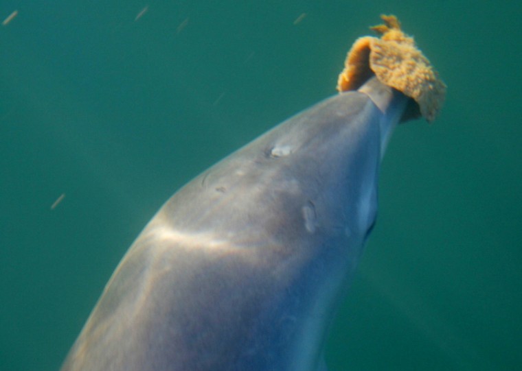 A 2-year-old female dolphin nicknamed Dodger uses a sponge to protect her snout while foraging for food on the sea floor. Dodger's mother, called Demi, is also a "sponger."