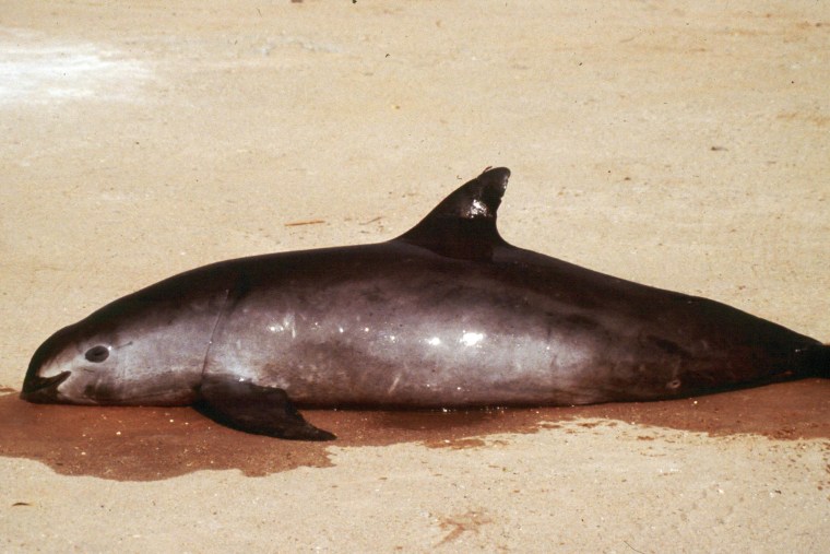 Image: A vaquita porpoise lies dead on a beach at the Gulf of California