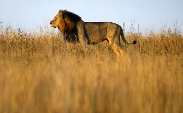 Image: A lion is seen early morning at Nairobi's National Park