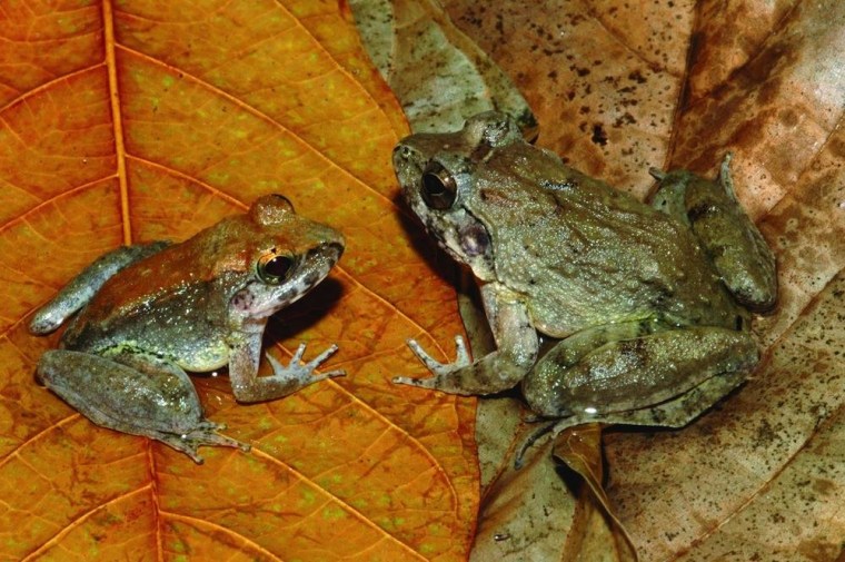 Image: Indonesian fanged frogs