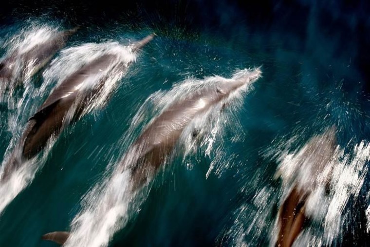 A pod of common dolphins surf the bow wake of a boat near Long Beach, California.