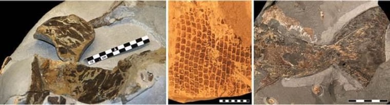 Scientists studied skin from a variety of ancient marine animals: from left, a 55 million-year-old leatherback turtle, scales from an 85 million-year-old mosasaur and the tail fin from an icthyosaur that lived between 190 million and 196 milllion years ago.