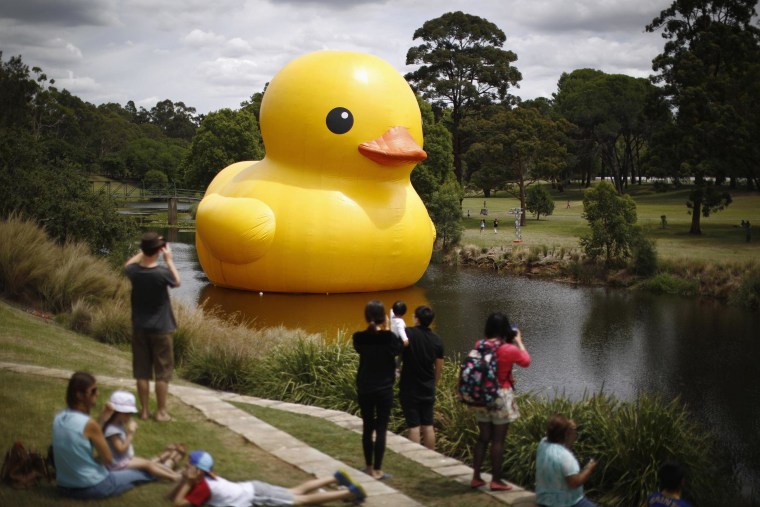 The giant inflatable Rubber Duck installation by Dutch artist Florentijn Hofman floats on the Parramatta River, as part of the 2014 Sydney Festival, in Western Sydney, January 10, 2014. The creation is five stories tall and five stories wide and has been seen floating in various cities around the world since 2007. 