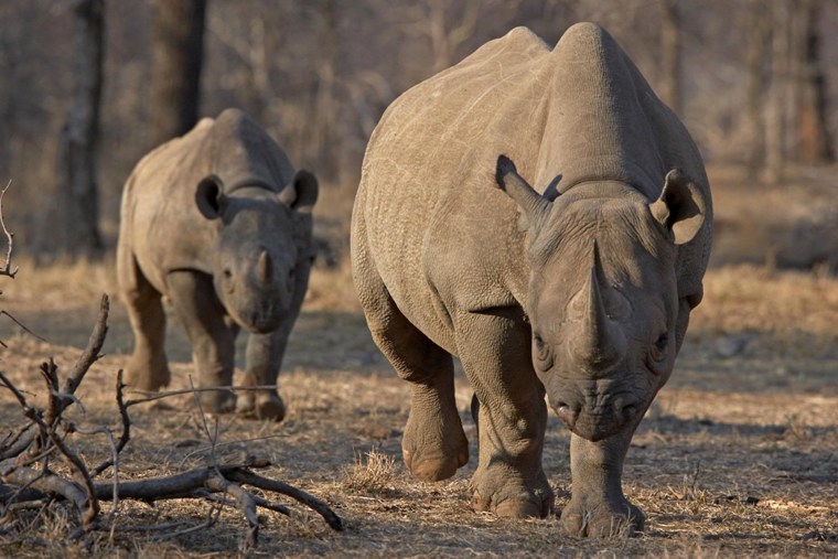 Image: An endangered east African black rhino