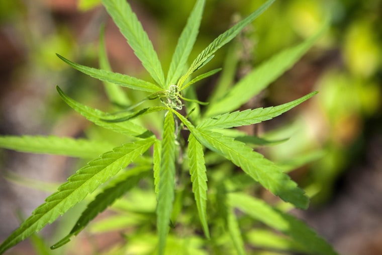 Image: Marijuana grows in a private backyard garden in Florida.