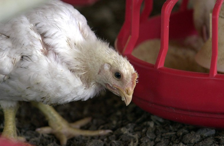 Image: A chicken stands beside a feeder in a Tyson Foods Inc. poultry house