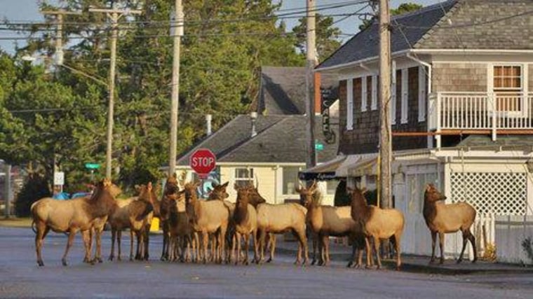 A herd of Roosevelt elk in the downtown area of Gearhart, Oregon