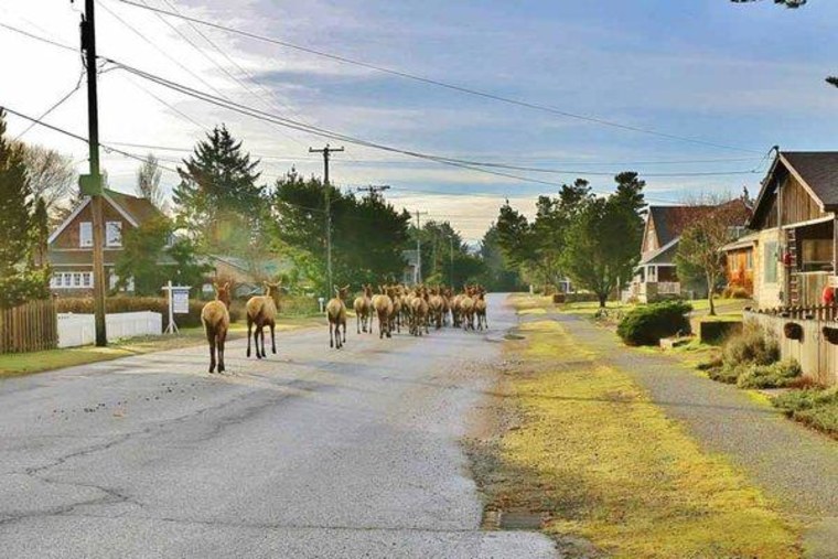 A herd of Roosevelt elk leaving the downtown area of Gearhart, Oregon