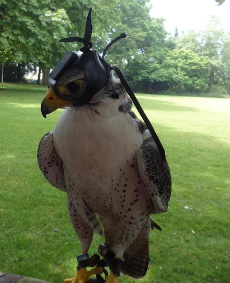 Scientists tracked camera-carrying falcons in an effort to better understand how they capture their prey midflight.