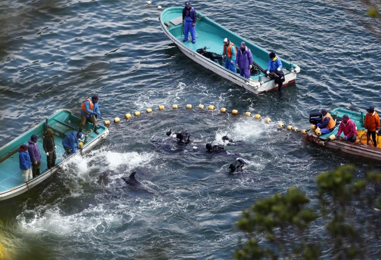 Image: Fishermen in wetsuits hunt dolphins at a cove in Taiji