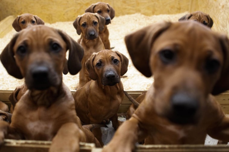 Image: Rhodesian Ridgeback puppies look out of their box