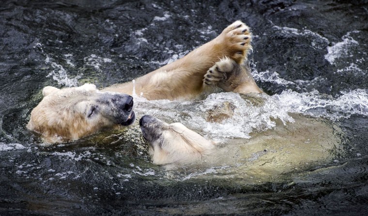 Image: Polars bears reunited