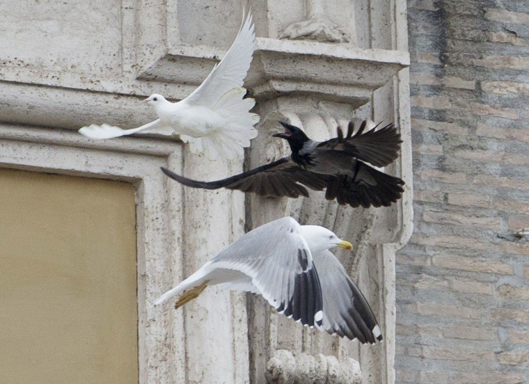 Image: A dove which was freed by children flanked by Pope Francis during the Angelus prayer, is chased by a black crow in St. Peter's Square, at the Vatican, Sunday, Jan. 26, 2014.