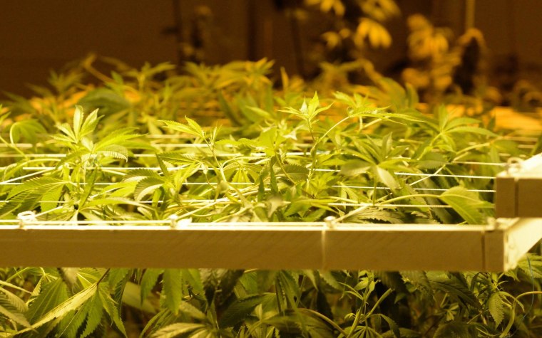 Image: Recreational Marijuana Sales Begin in Colorado