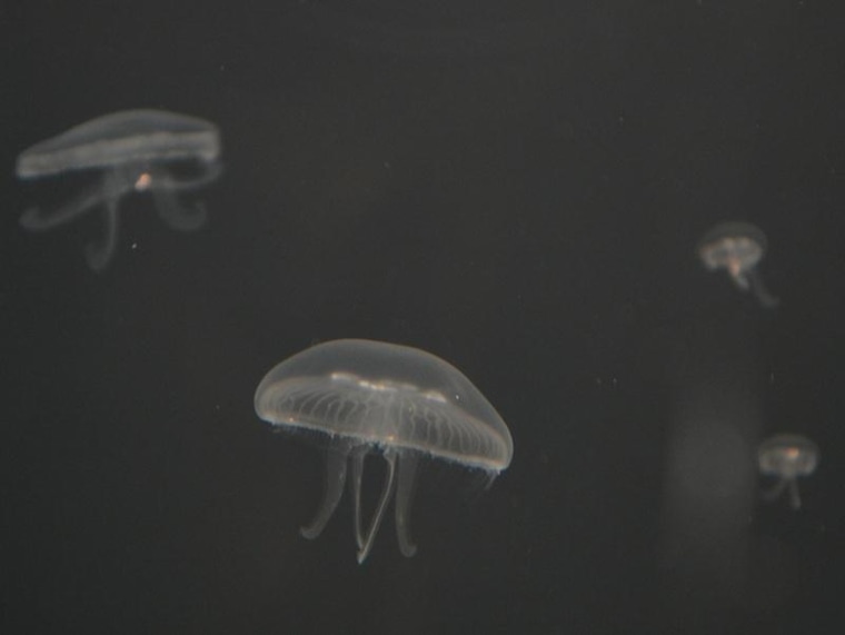 Jellyfish are carnivores, but this crop was fed on nothing by peanut butter for almost three months.