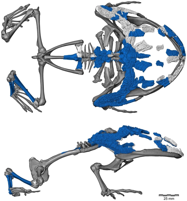 Image: Frog model