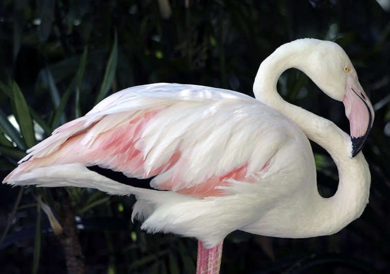 Image: Adelaide Zoo's oldest resident, an 83-year old flamingo named 'Greater'