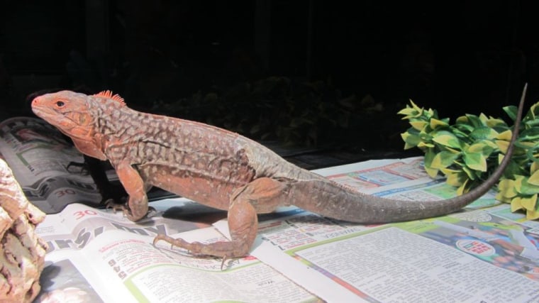 Thirteen endangered iguanas have been seized by UK Border Force officers at Heathrow Airport outside London.