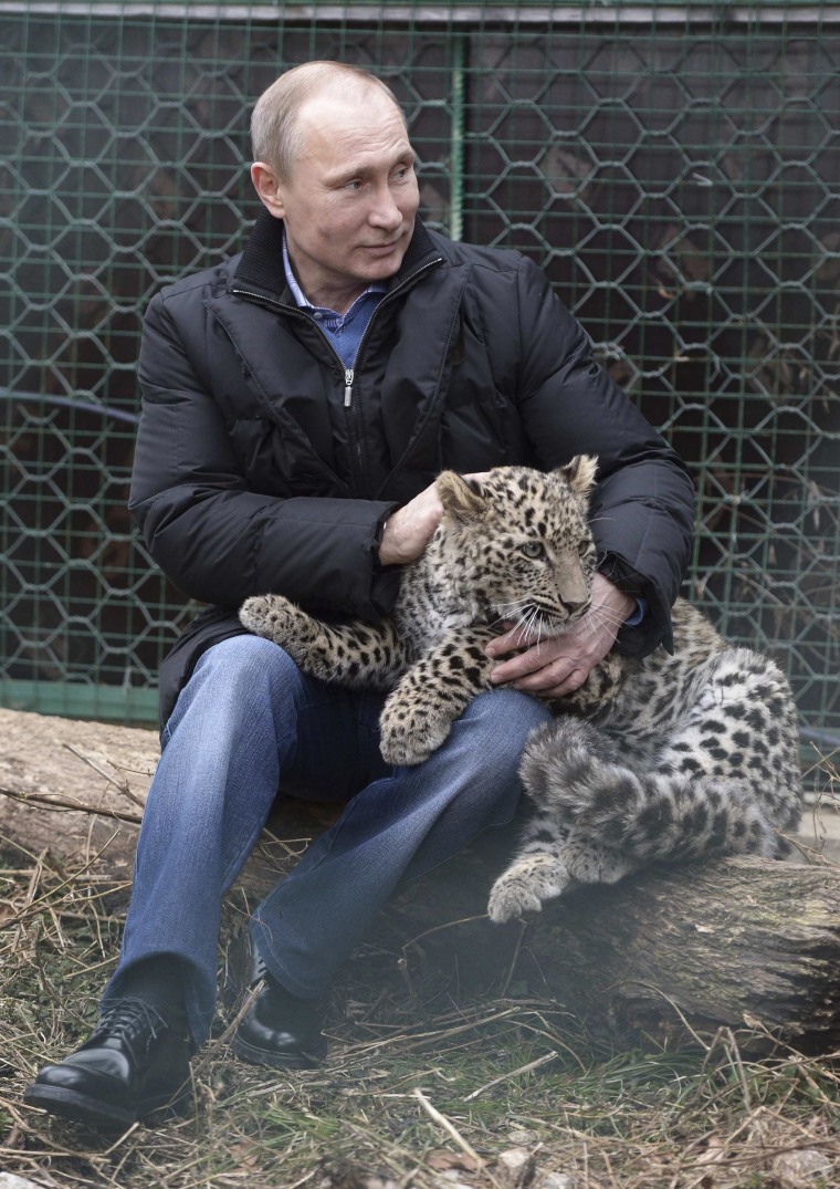 Softer Side? Putin Pets Leopard in Sochi Photo Op