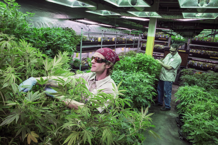 Image:  Medicine Man marijuana dispensary and grow house