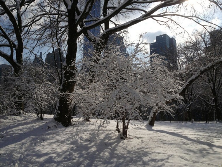 Image: Snowfall in Central Park