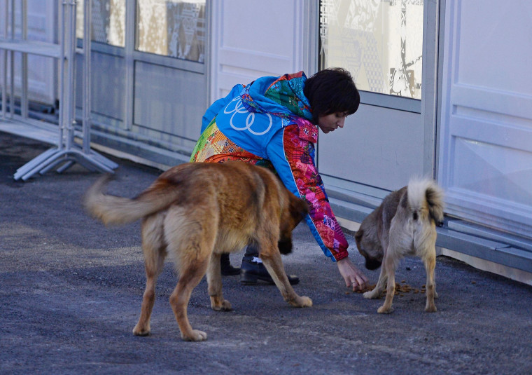 Image:  A volunteer feeds stray dogs ahead of the Sochi 2014 Winter Olympics