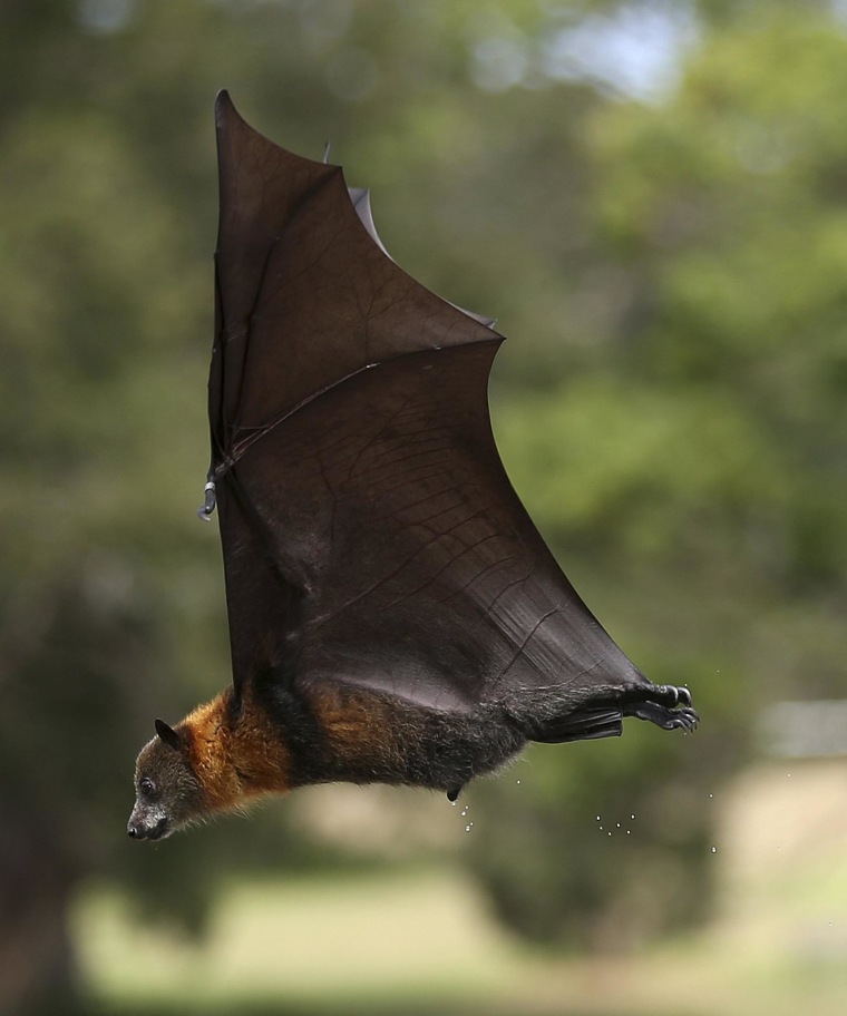Image: Flying Fox Justine Coplin