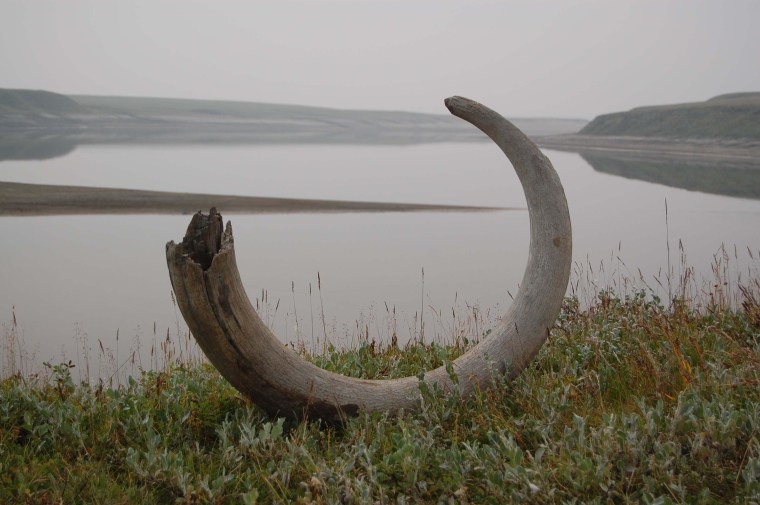 Mammoth tusk extracted from ice-complex deposits along the Logata River, Taimyr Peninsula.
