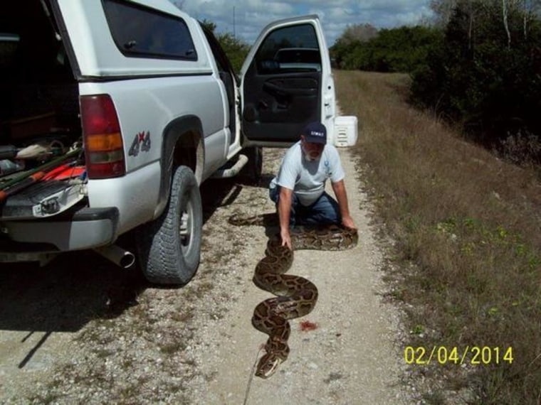 This 18.2-foot Burmese python was killed in the Florida Everglades, about 25 miles west of Miami, on Feb. 4, 2014.