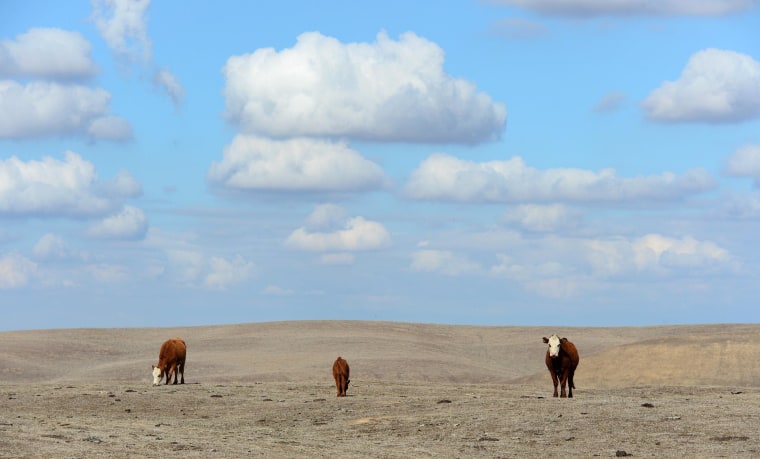 Image: Hereford cattle roam the dirt-brown fields of Nathan Carver's ranch