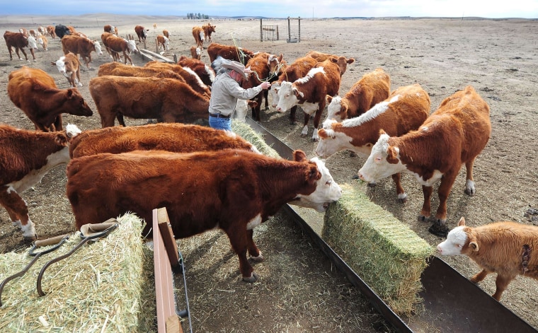 Image: California rancher Nathan Carver delivers hay to feed his herd of beef cattle