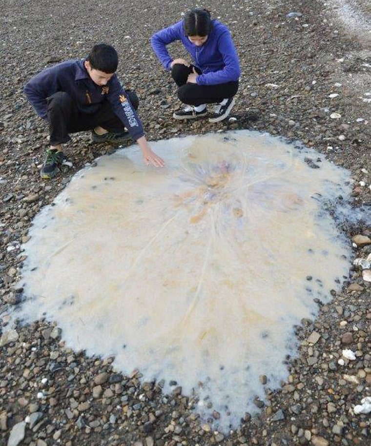 Image: Giant jellyfish