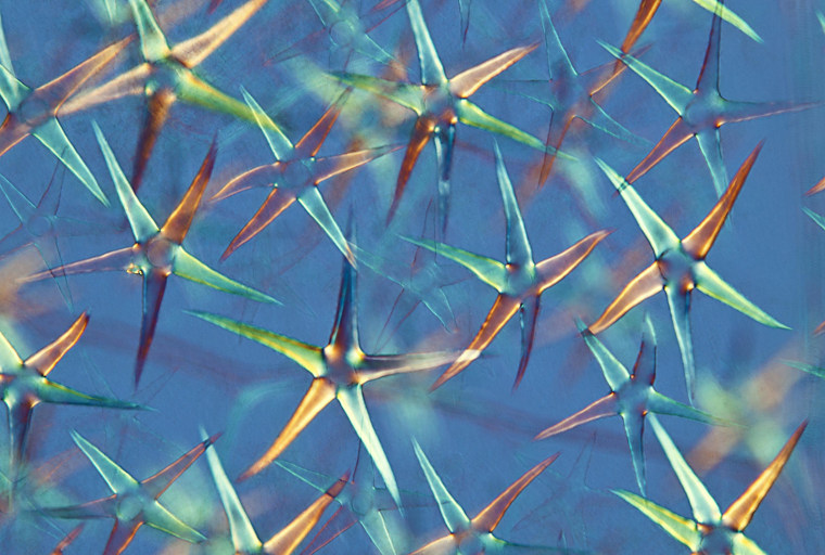 This photo uses polarized light microscopy to focus on the stellate leaf hairs of a plant called Deutzia scabra, also known as Fuzzy Deutzia.